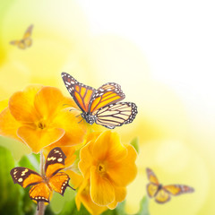 Fototapete - Yellow flowers and butterfly, a spring primrose