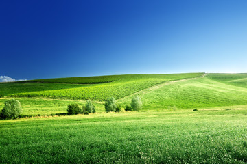 Wall Mural - hills in sunny day tuscany, italy