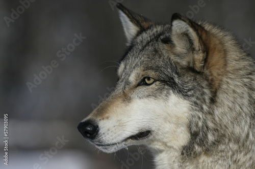 Board z aluminiowym obramowaniem Szary wilk, canis lupus