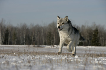 Wall Mural - Grey wolf, Canis lupus