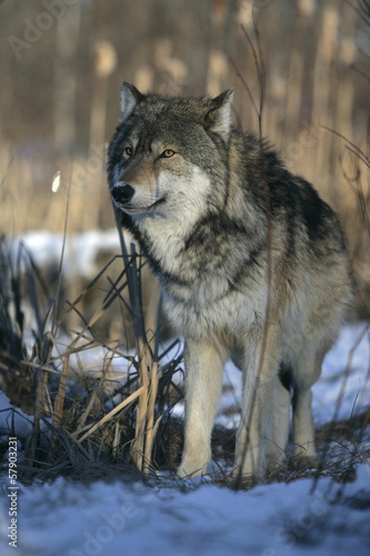 Board z aluminiowym obramowaniem Szary wilk, canis lupus