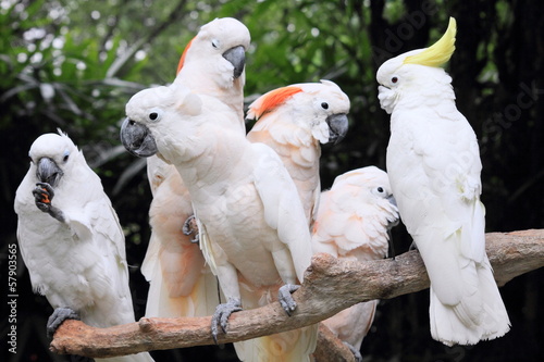 Fotoboard na płycie Szczęśliwe białe papugi w zoo w Chinach