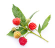 Raspberry twig on white background. Fresh ripe red berries and unripe fruit, green leaves