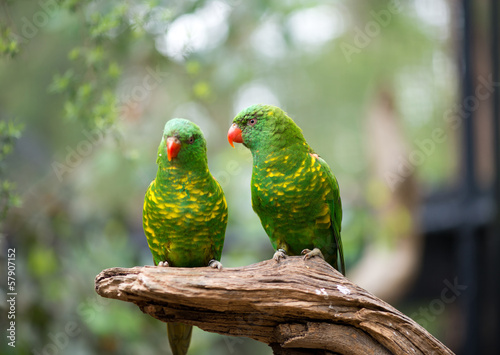 Fotoboard na płycie Łuskowaty lorikeet