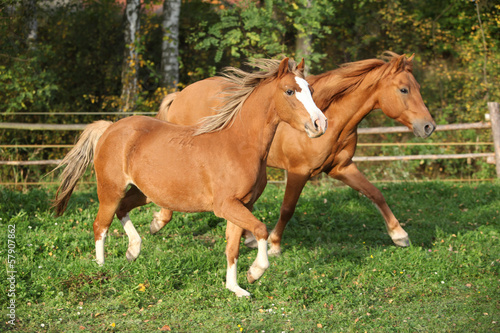 Board z aluminiowym obramowaniem Dwa ponnies działające na pastwisku jesienią