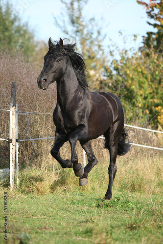 Tapeta ścienna na wymiar Wspaniały czarny koń w galopie na polanie