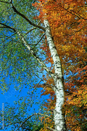 Fototapeta do kuchni Birke und Buche