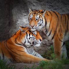 Wall Mural - Tiger's couple. Love in nature.