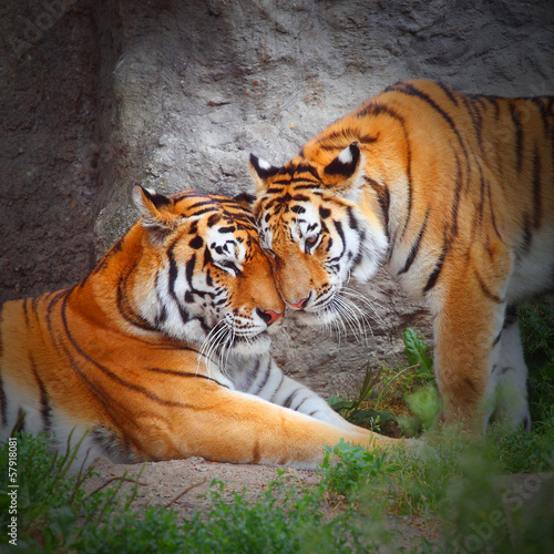 Obraz w ramie Tiger's couple. Love in nature.