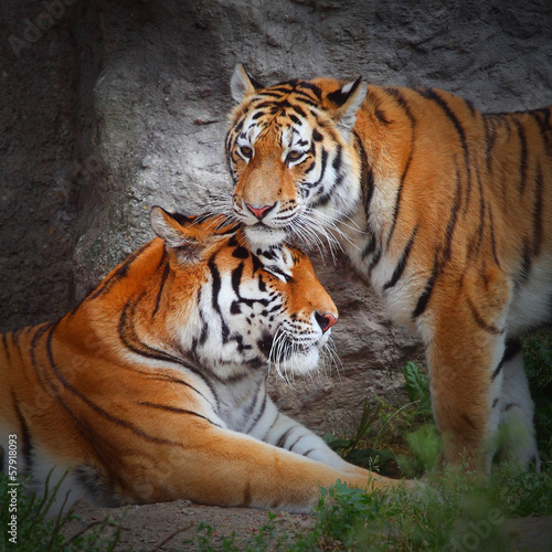 Naklejka ścienna Tiger's couple. Love in nature.