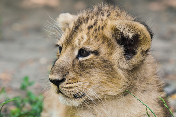 Wall Mural - Lion cub