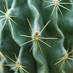 Wall Mural - closeup of beautiful cactus
