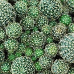 Wall Mural - closeup of beautiful cactus