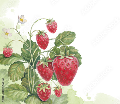 Naklejka dekoracyjna Watercolor strawberry bush