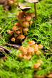 braune weisse pilze im moss wald walpilze natur closeup