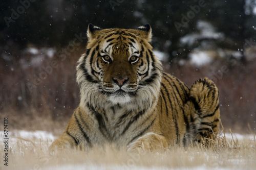 Tapeta ścienna Tygrys syberyjski, panthera tigris altaica