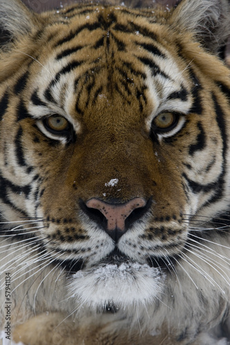 Board z aluminiowym obramowaniem Tygrys syberyjski, panthera tigris altaica