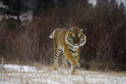 Board z aluminiowym obramowaniem Tygrys syberyjski, panthera tigris altaica