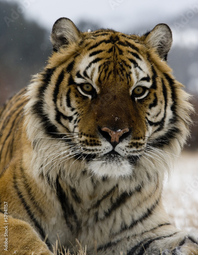 Board z aluminiowym obramowaniem Tygrys syberyjski, panthera tigris altaica