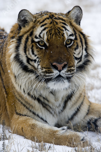 Board z aluminiowym obramowaniem Tygrys syberyjski, panthera tigris altaica