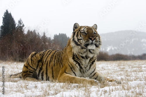 Board z aluminiowym obramowaniem Tygrys syberyjski, panthera tigris altaica