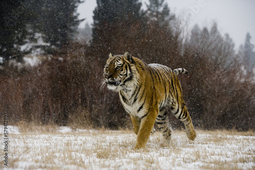 Board z aluminiowym obramowaniem Tygrys syberyjski, panthera tigris altaica