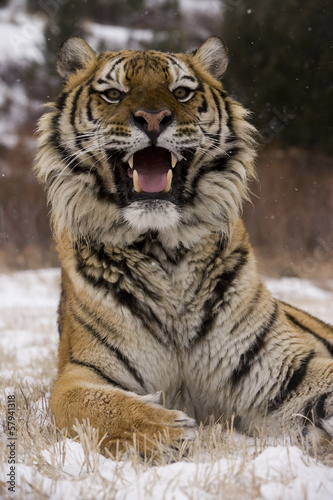 Board z aluminiowym obramowaniem Tygrys syberyjski, panthera tigris altaica