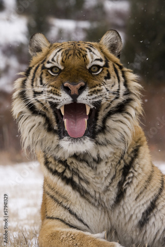 Board z aluminiowym obramowaniem Tygrys syberyjski, panthera tigris altaica