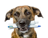 mixed breed dog with a toothbrush and toothpaste. isolated 
