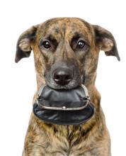 Dog Holding Empty Purse  In Its Mouth. Isolated On White 