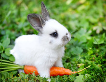 Funny Baby White Rabbit With A Carrot In Grass