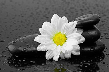 black stones and white flower with water drops