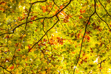 Fototapete - Detail shot of branches and leaves