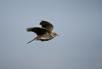 Sticker - Skylark, Alauda arvensis