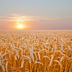 Ripe wheat field.