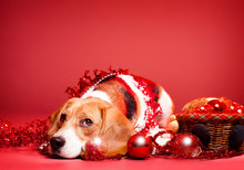 Christmas Beagle.