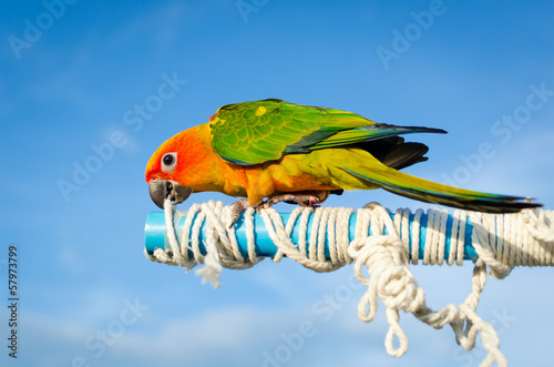 Fotoboard na płycie Piękna kolorowa papuga, słońce conure (aratinga solstitialis)