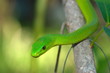Shot of a Green Mamba on a branch