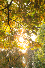 Aufkleber - Close up of branches and autumnal leaves against the sunlight