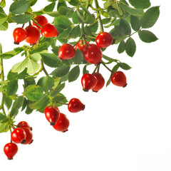 Wall Mural - branch rose hips