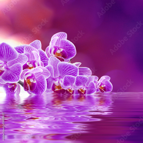 Board z aluminiowym obramowaniem Bukiet fioletowych orchidei