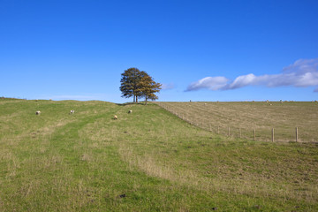 Wall Mural - yorkshire wolds meadows