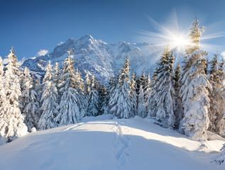 Wall Mural - Beautiful winter landscape in the huge mountains
