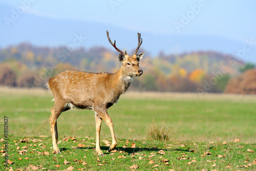 Naklejka samoprzylepna Jeleń
