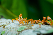 Closeup Of Jelly Fungus Mushrooms