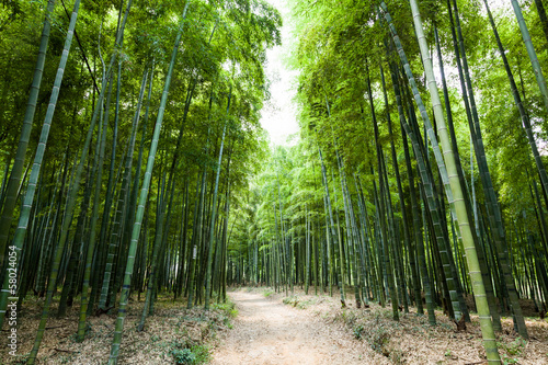 Naklejka - mata magnetyczna na lodówkę Bamboo forest