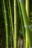 Fototapeta Dziecięca - Bamboo forest background