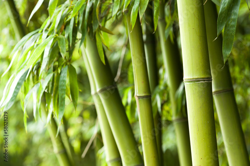 Fototapeta na wymiar Bamboo forest background