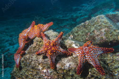 Obraz w ramie sea stars in a reef colorful underwater landscape