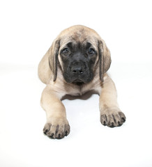 Sticker - Mastiff Puppy